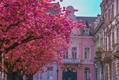 Japanische Kirschblüte Krefeld