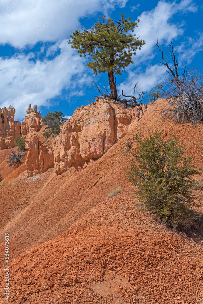 Rugged Pine Tree Growing on Arid Rock Rugged Pine Tree Growing on Arid Rock