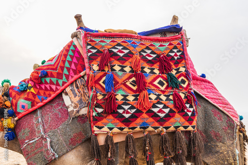 Camel with a tassled decorative blanket in Giza, Cairo.