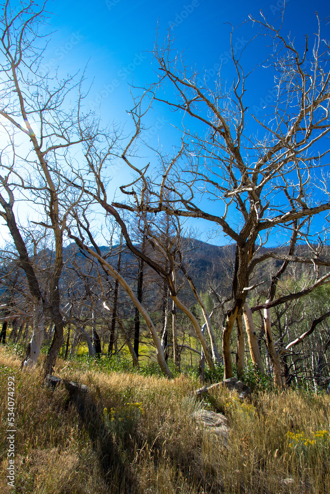 Burned trees and recovering understory at Cache La Poudre Wild and Scenic River Valley in Colorado Burned trees and recovering understory at Cache La Poudre Wild and Scenic River Valley in Colorado