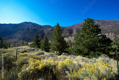 Burned mountainside and living foreground at Cache La Poudre Wild and Scenic River Valley