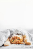 Cute ginger cat sleeps in bed under blanket. Fluffy pet has a nap in bedroom. Vertical banner with copy space.