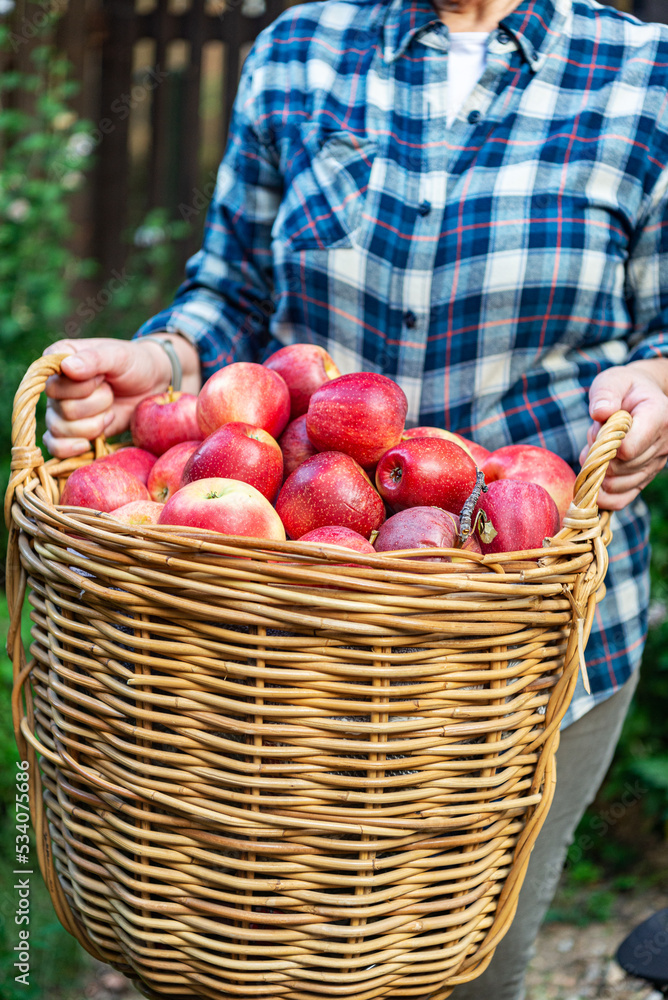 woman holds wicker basket full of fresh apples. Autumn harvest close-up. woman holds wicker basket full of fresh apples. Autumn harvest close-up.