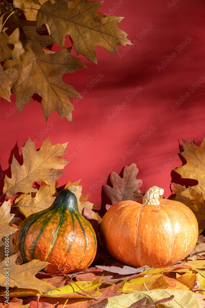 Autumn still life with orange pumpkins and fall leaves on a bright orange background. Thanksgiving concept