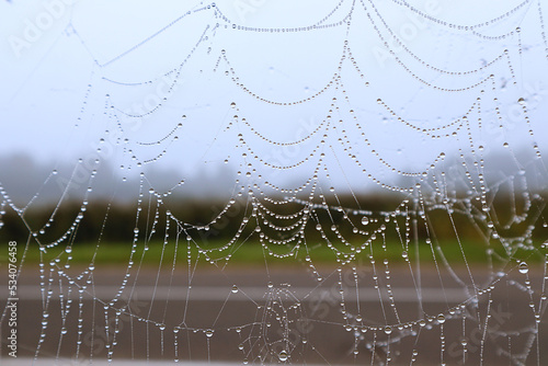 Fotomurale Autumn paintings: numerous drops of dew on a thin cobweb on an autumn morning
