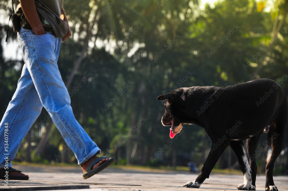 Dog ready Biting a Mans Leg, Aggressive Dog Biting Man Leg.Social