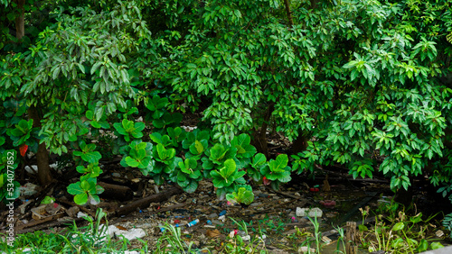 Eichhornia crassipes or common water hyacinth and many garbage on surface of water of Choa praya river at Bangkok, Thailand photo