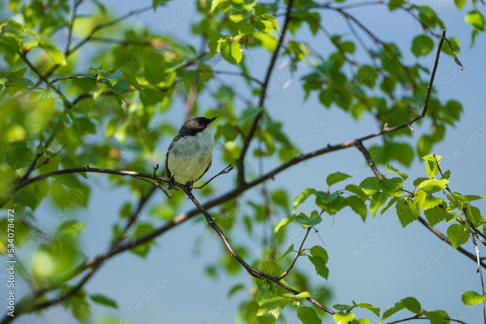 Pied flycatcher (Ficedula hypoleuca) Pied flycatcher (Ficedula hypoleuca)
