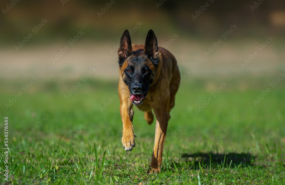 Running young belgian shepherd malinois dog Running young belgian shepherd malinois dog