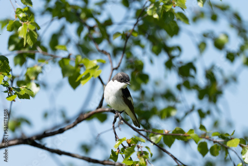 Pied flycatcher (Ficedula hypoleuca) photo