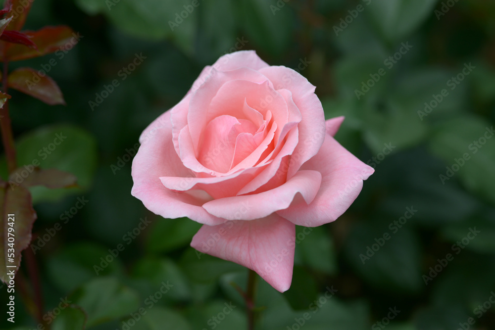 クイーンエリザベス バラの花 クイーンエリザベス バラの花