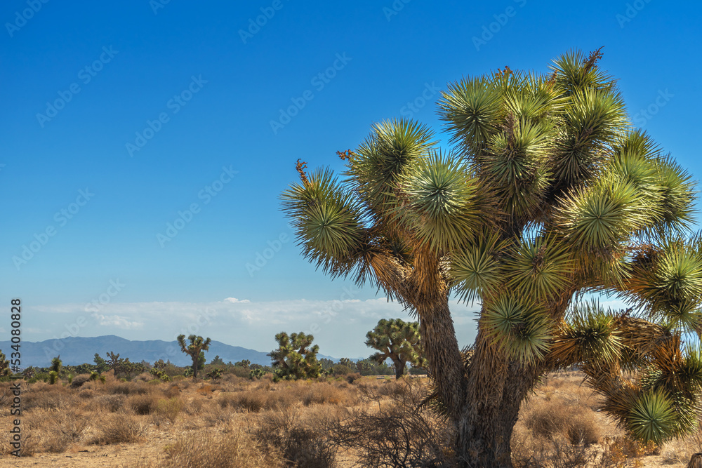 Joshua Trees in the California Mojave Desert near Victorville Joshua Trees in the California Mojave Desert near Victorville