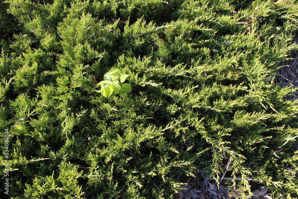 Fototapeta premium green moss background
