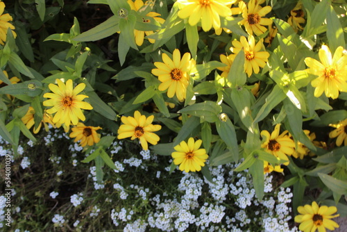 yellow flowers in the garden