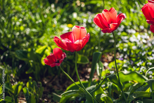 A group of red tulips © Amy Buxton