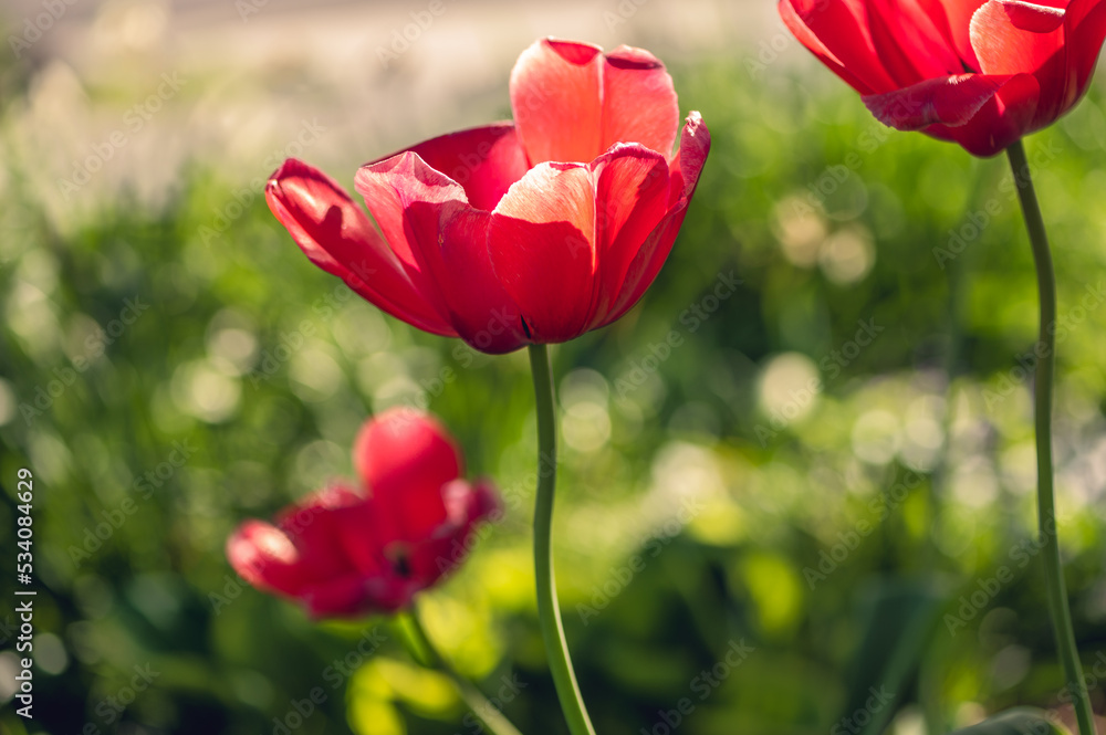 Naklejka premium A group of red tulips