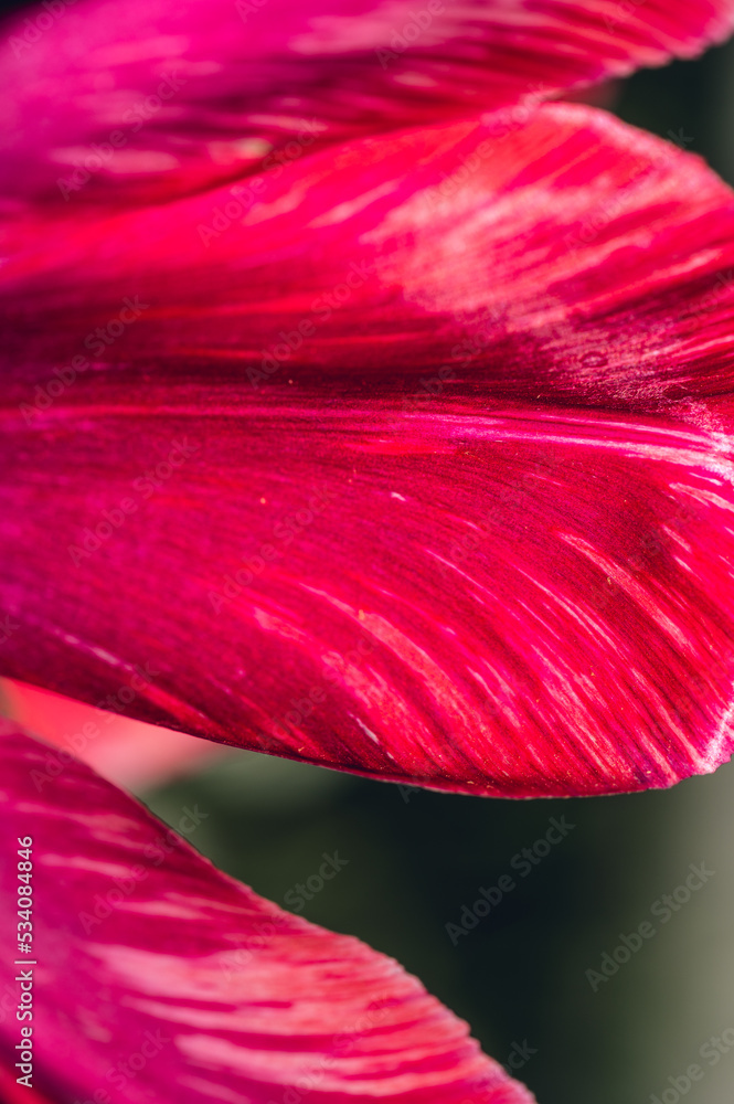 Close-up of a pink tulip Close-up of a pink tulip