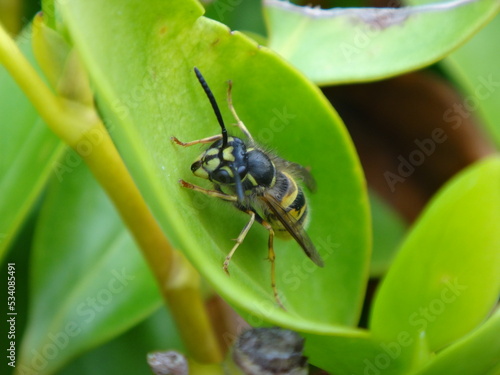 Common wasp (Vespula vulgaris) worker sitting on a bright green leaf