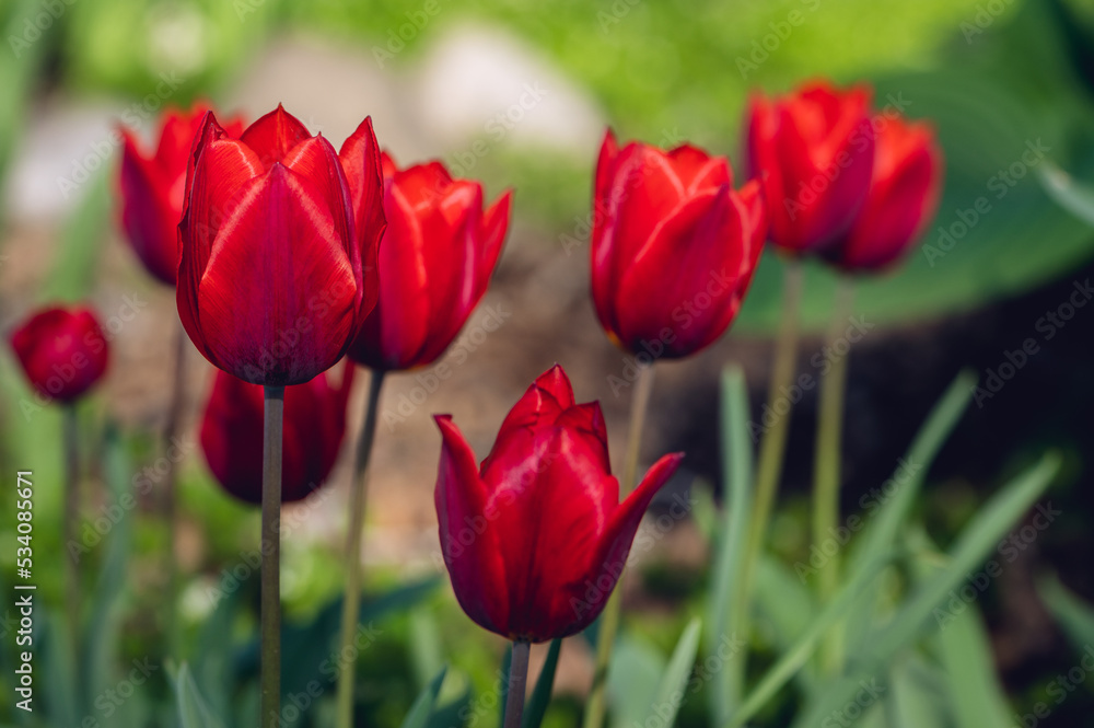 A group of red tulips