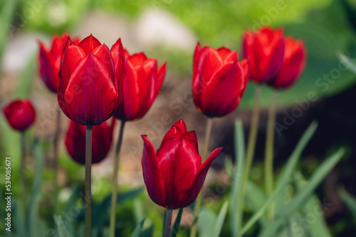 A group of red tulips