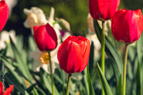 A group of red tulips