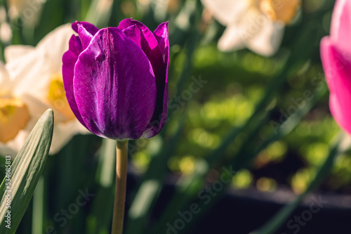 A single purple tulip photo