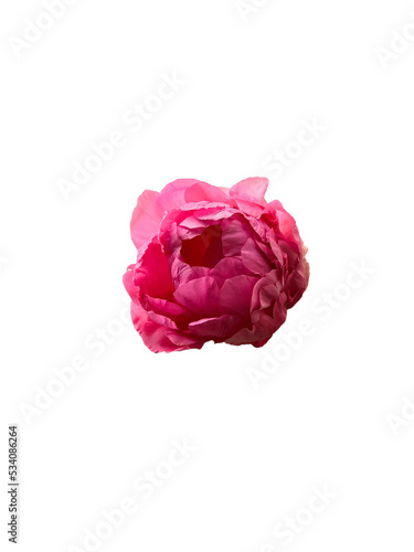 Isolated Peony