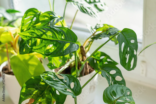 Photography Big Monstera monkey with curly green leaves with holes stands next to window
