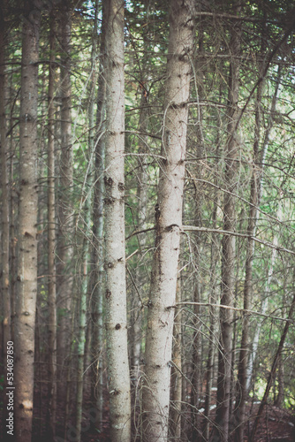 Fototapeta Naklejka Na Ścianę i Meble -  Birch Trees