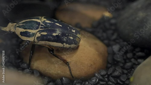 This video shows a giant exotic large Goraiasuootsunohanamuguri blue goliath beetle crawling on rocks. photo