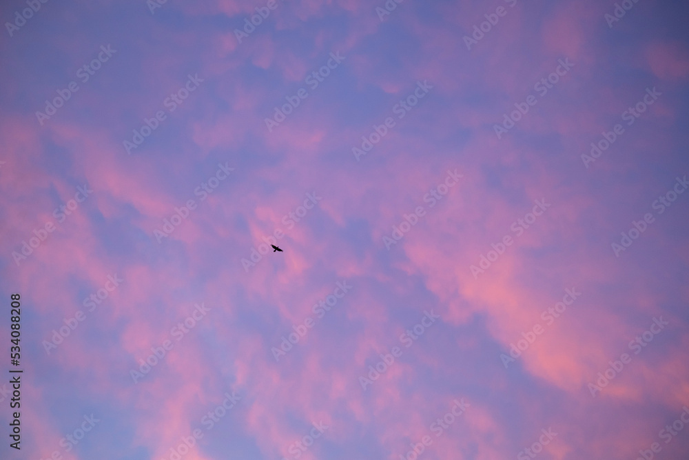 Fototapeta premium 夕焼け空を駆ける鳥