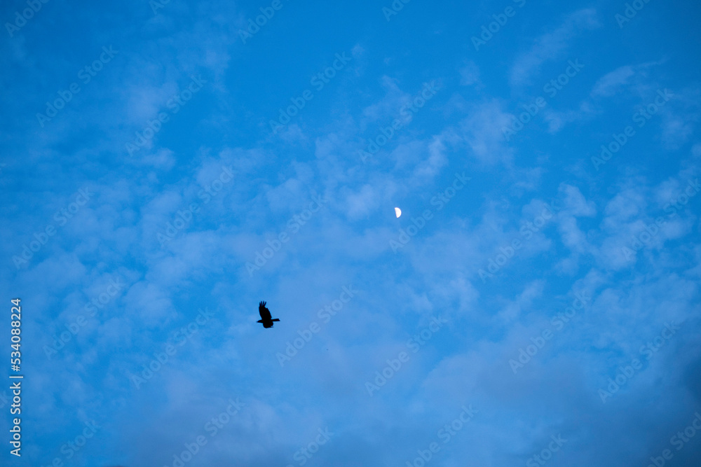月と鳥