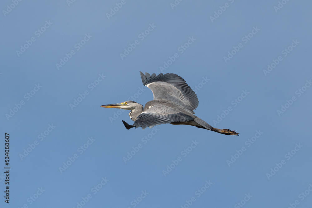 Obraz premium great blue heron ardea cinerea in flight