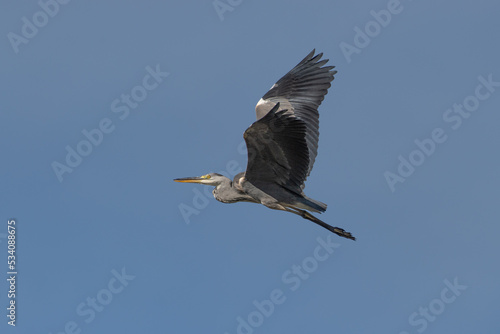 great blue heron ardea cinerea