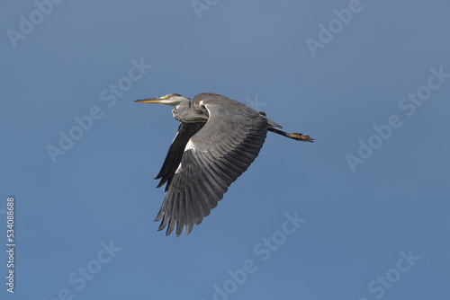 great blue heron ardea cinerea in flight