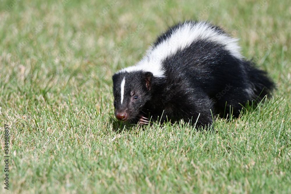 A skunk wanders around on green grass in urban park A skunk wanders around on green grass in urban park