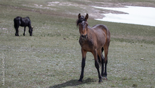 Foto Young blood bay wild horse yearling colt in the western United States