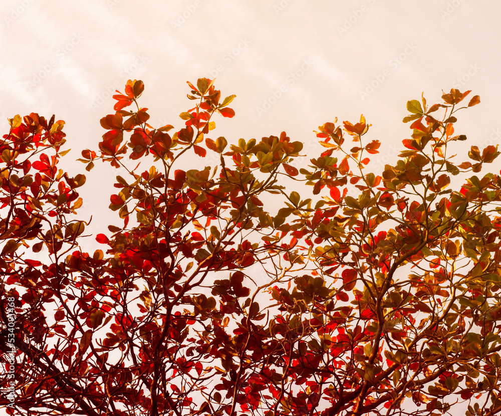 autumn leaves background conceptual pattern autumn leaves background conceptual pattern
