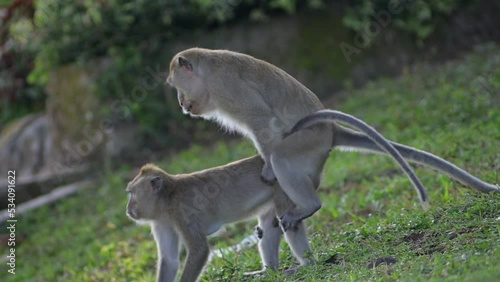 Monkey Macaca (Macaque) , Male And Female Long Tail Monkey Mating 