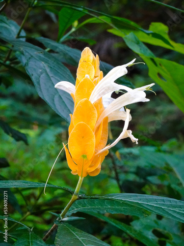 Yellow Pachystachys Lutea, Tropical Flower in the Garden photo
