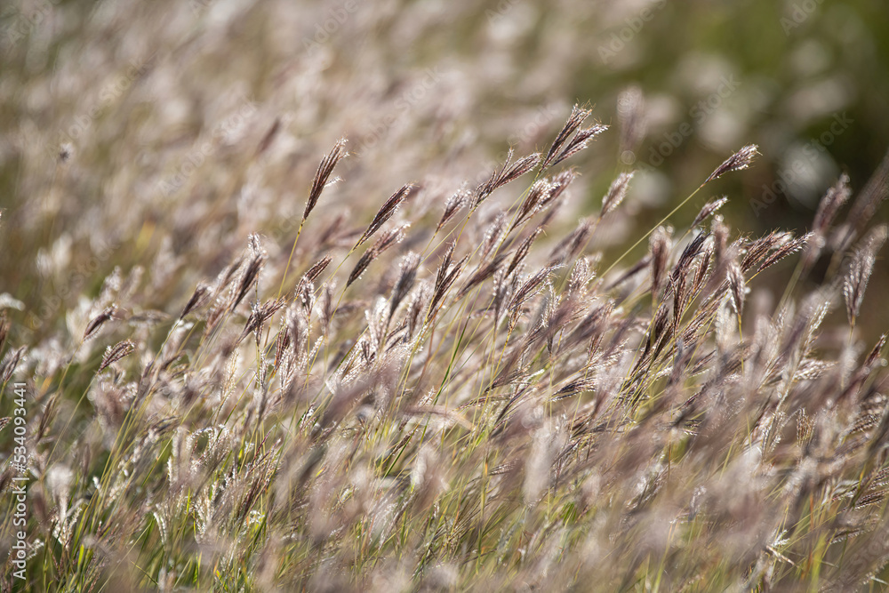early autumn blowing grasses