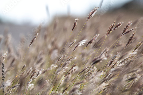 late summer blowing grasses