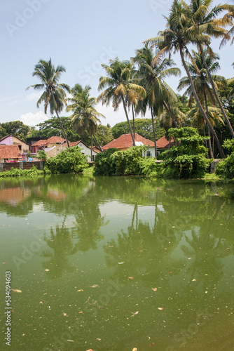 Overgrown pond in Fort Kochi, Kerala, India.