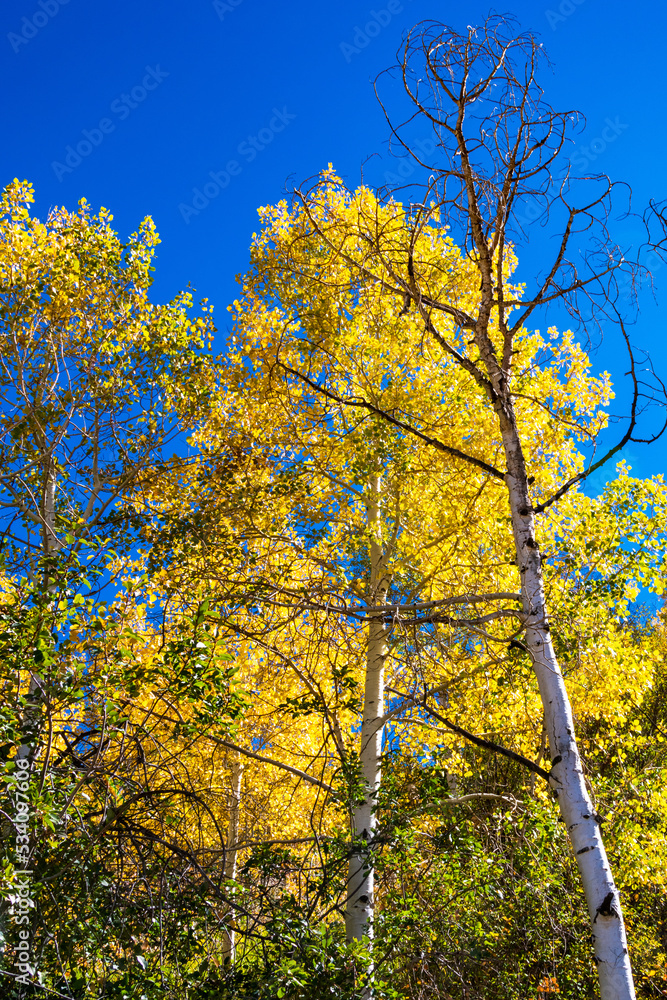 Yellow Aspens Outside of Oakcreek Colorado Yellow Aspens Outside of Oakcreek Colorado