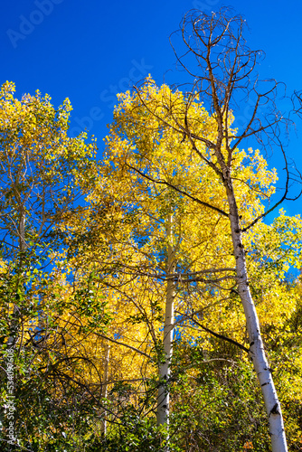 Yellow Aspens Outside of Oakcreek Colorado