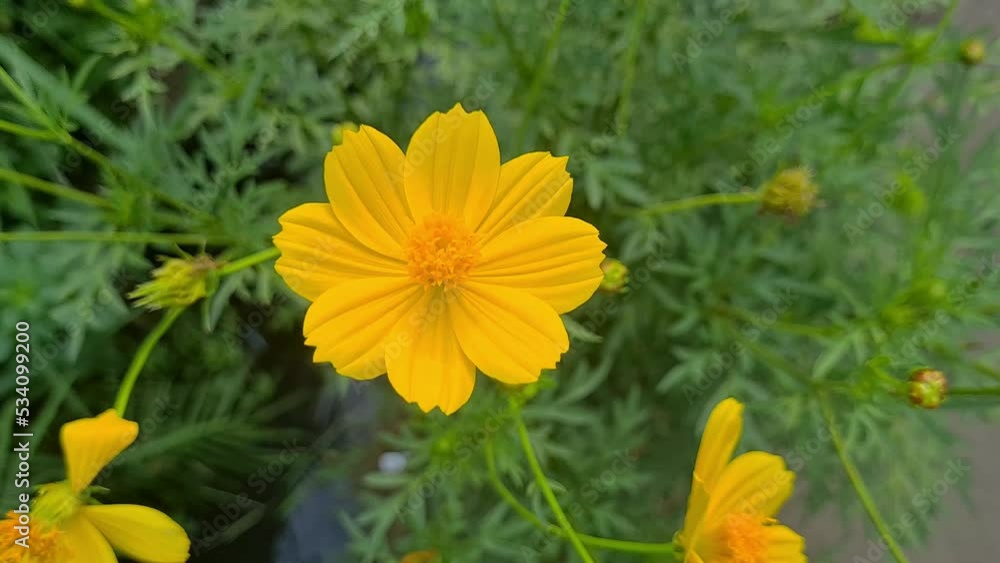 flowers swaying in the wind, blown by the wind, Mexican Aster, Cosmos sulphureus, kenikir sulfur, Cosmos Caudatus, Asteraceae Close-up, Beautiful. Cosmos Flower bright orange blooming in the garden. flowers swaying in the wind, blown by the wind, Mexican Aster, Cosmos sulphureus, kenikir sulfur, Cosmos Caudatus, Asteraceae Close-up, Beautiful. Cosmos Flower bright orange blooming in the garden.