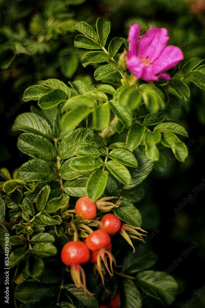 Obraz premium tomatoes in the garden