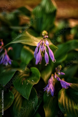 bee on a flower