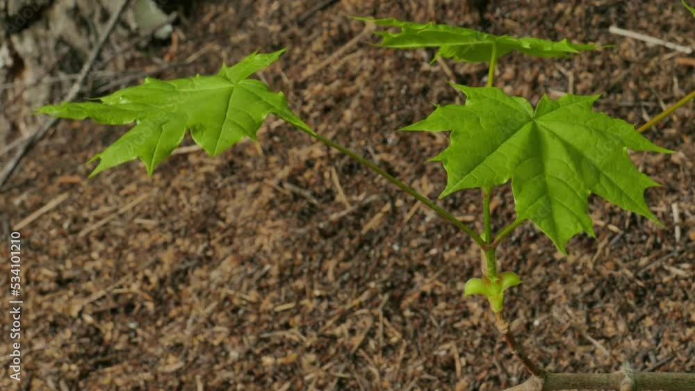 the wind shakes a branch with maple leaves over an anthill in a spring forest the wind shakes a branch with maple leaves over an anthill in a spring forest