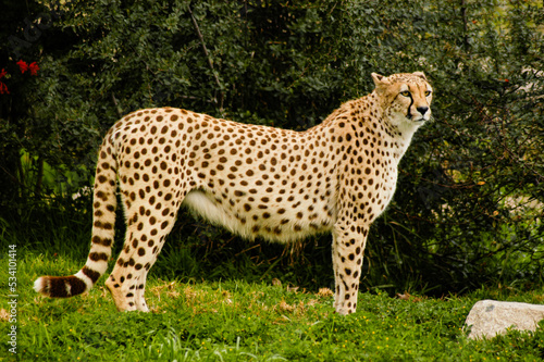 Φωτογραφία A beautiful cheetah wild animal portrait standing on the grass and looking in the distance